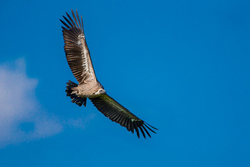 Vulture