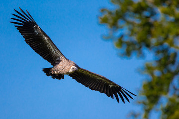Vulture