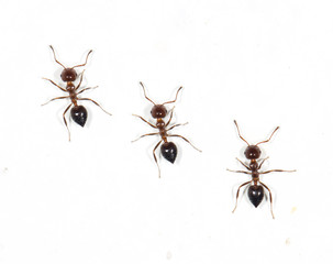 ants on a white wall