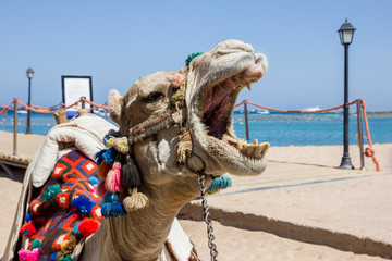 Ein Kamel gähnt am Strand mit traditionellem schmuck