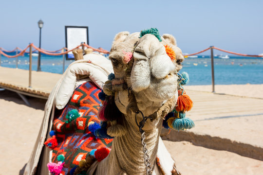 Ein Kamel liegt am Strand