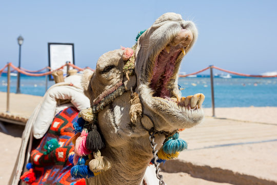 Ein Kamel gähnt am Strand mit traditionellem schmuck