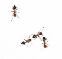 ants on a white wall