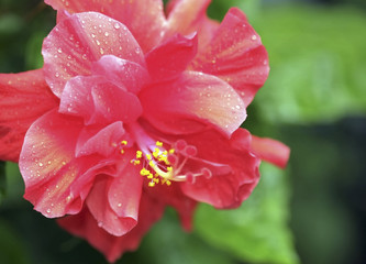 Red hibiscus flower/Red hibiscus flower in the garden.
