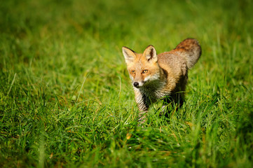 Red fox standing in green grass