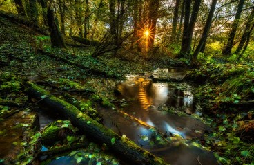 Beautiful wild autumnal forest with small stream.