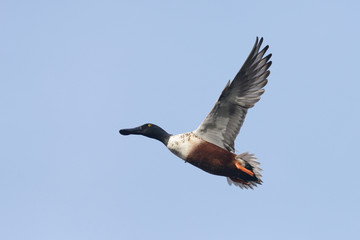 Northern Shoveler, Shoveler, Anas clypeata