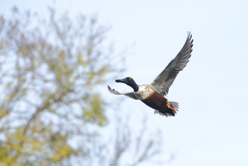 Northern Shoveler, Shoveler, Anas clypeata