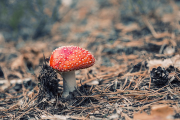 mushroom in the forest