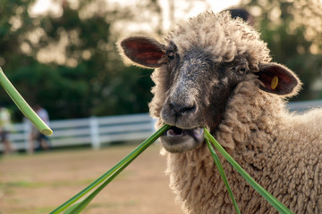 Fototapeta premium Sheep/Sheep eating grass in farm.