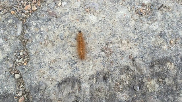 caterpillar crawling on the ground