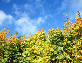 maple leaves with blue sky