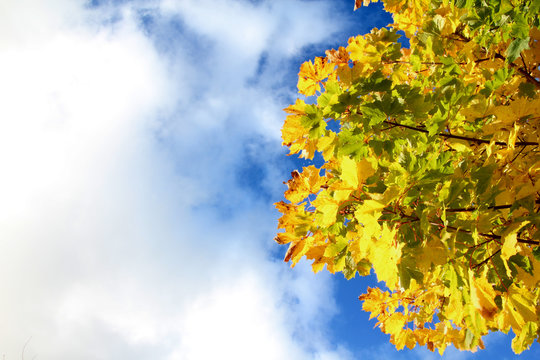 maple leaves with blue sky