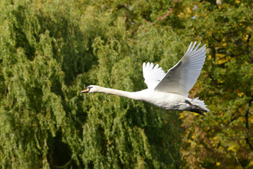 Mute Swan, Cygnus olor