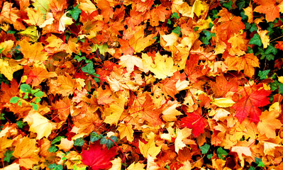 Naklejka na ściany i meble Bunte Herbstblätter auf dem Waldboden