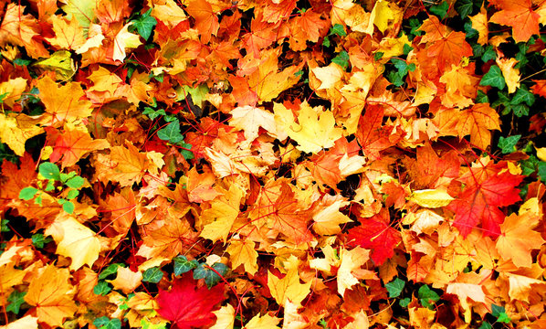 Bunte Herbstblätter auf dem Waldboden