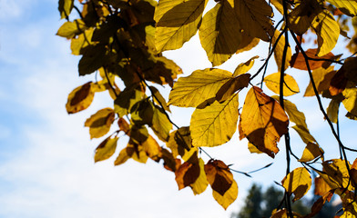 Yellow Leaves in Against the Sun