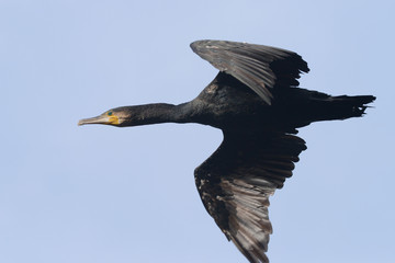 Cormorant, Phalacrocorax carbo