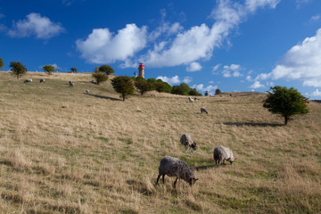 On pasture at Cape Arcona, Ruegen Island