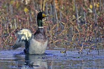 Mallard flapping wings