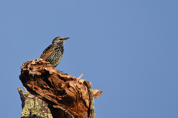 Starling on tree