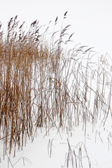The stems on the background of the winter lake