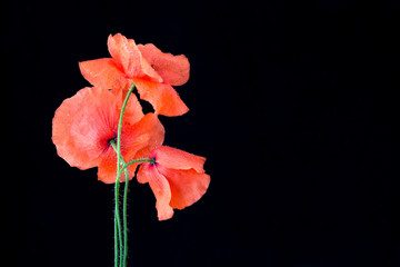 red poppies isolated on black