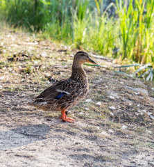 Wild duck