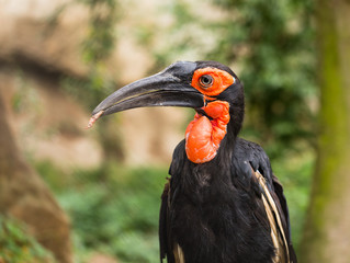 Southern  ground-hornbill,(Bucorvus leadbeateri)