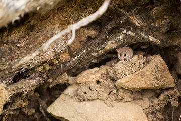Australian Sugar Glider