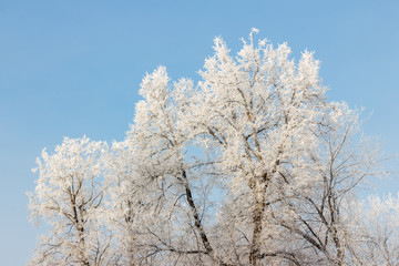 Obraz na płótnie Canvas The trees in hoarfrost against the blue sky in winter sunny morning