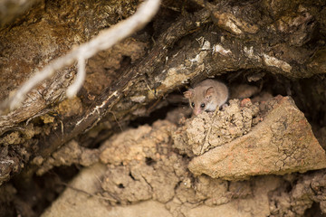 Australian Sugar Glider