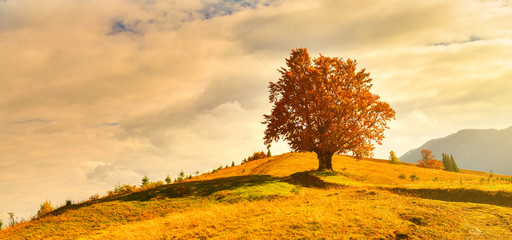 Autumn tree