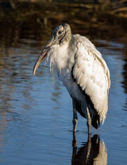 Wood Stork