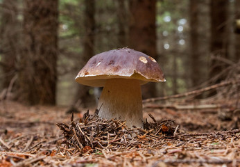 Mushroom in the wood
