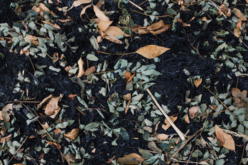 the leaves of the ash after the fire
