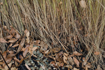 yellow grass in autumn