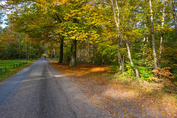 Forest in autumn colors in sunlight