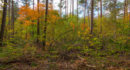 Forest in autumn colors in sunlight