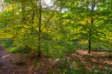 Forest in autumn colors in sunlight