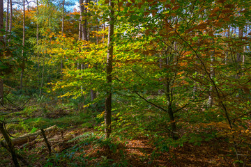 Obraz premium Forest in autumn colors in sunlight