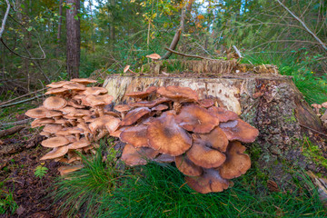 Mushroom in a forest in autumn