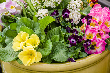 Floral arrangement with live plants