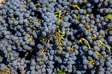 Red bunch of grapes