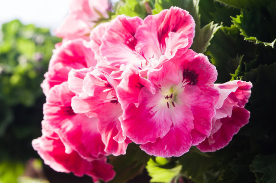 Pink Martha Washington geraniums