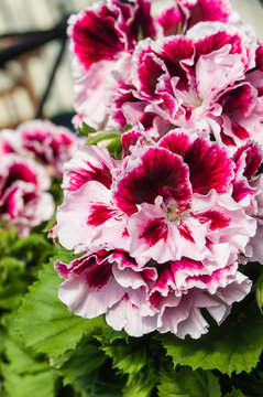 Pink and white Martha Washington geraniums