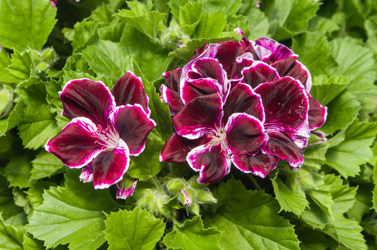 Purple flowering Martha Washington geraniums