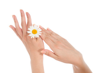 Beautiful woman hands french manicure with camomile daisy flower