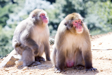 野生のサル