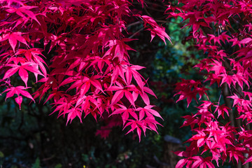 Japanese maple, Acer palmatum with red leaves in autumn. Fall season treetops against dark background